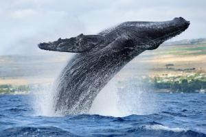 Humpback Whale Season In Hawaii