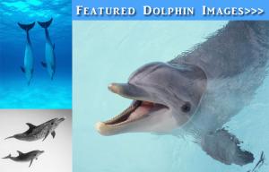 Dolphins In Focus